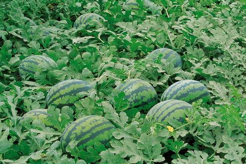 娱乐吃瓜场地图片高清大图,高清大图揭秘网红吃瓜场地